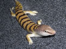 Lizard Swims Through Sand by Retracting Its Legs & Moving Like a Snake ...