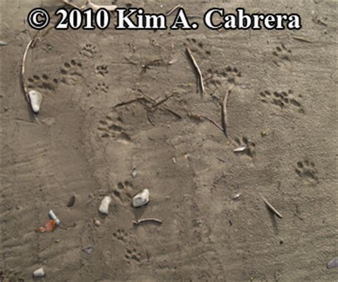 See otter tracks and signs in the field on this video!