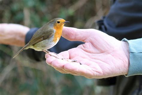 feeding the robin | BirdForum