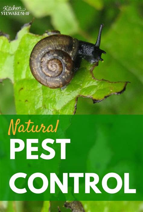 Natural Ways to Control Pests in Your Organic Garden