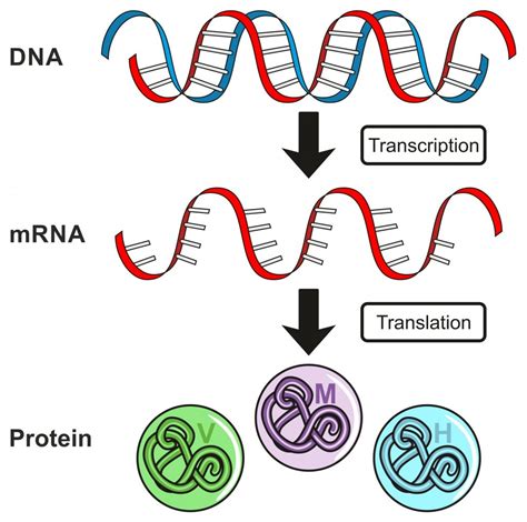 2b1 Protein Synthesis – Nature Journals