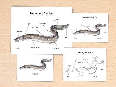 Anatomy of Eel Homeschool Resources Nature School Ocean Study Printable ...