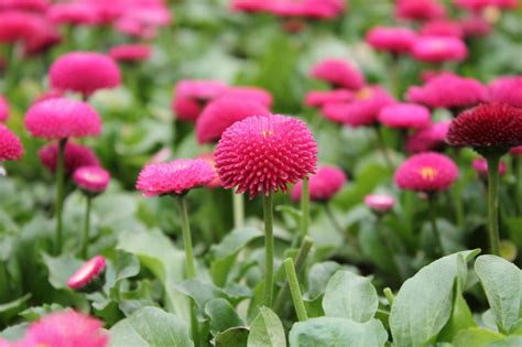 Bellis Perennis - Daisy Mixed Seeds - GreenMyLife - All About Gardens