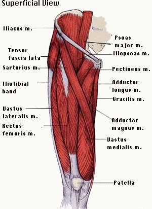 Muscles of thigh and the hip - human anatomy organs