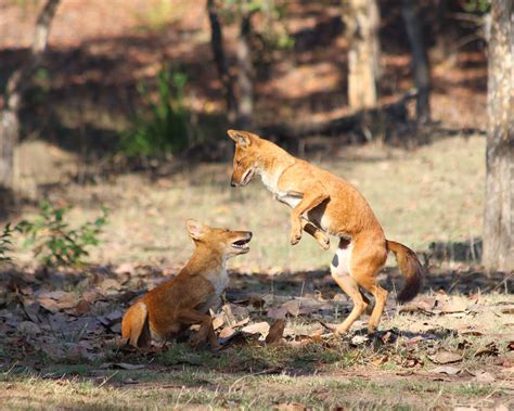 Rare Dhole Home Range Studied Using Camera Traps For The First Time - India's Endangered