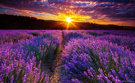 Lavender Garden Wallpapers - Top Free Lavender Garden Backgrounds - WallpaperAccess