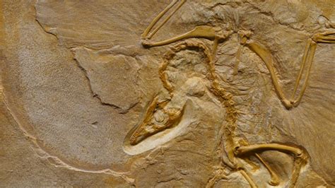 Can You Keep Fossils in Alberta? - Know Alberta