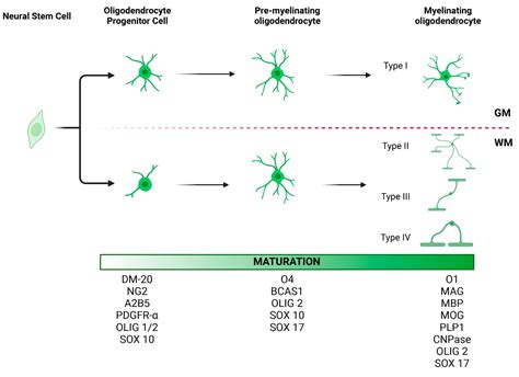 Cells | Free Full-Text | Role of Oligodendrocyte Lineage Cells in Multiple System Atrophy