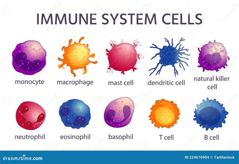 Immune System Cell Types. Cartoon Macrophage, Dendritic, Monocyte, Mast ...