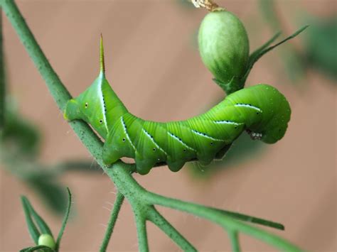 Green Caterpillar on the tomato plant photo - Kuriacose Joseph photos ...