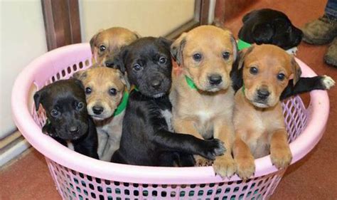 Battersea Dogs and Cats Home have puppies for adoption | Nature | News | Express.co.uk