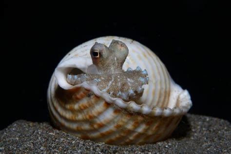 The Remarkable Coconut Octopus: Intelligence in the Depths