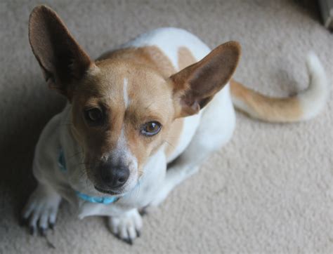 Chihuahua Corgi Mix - Dog Training Home | Dog Types