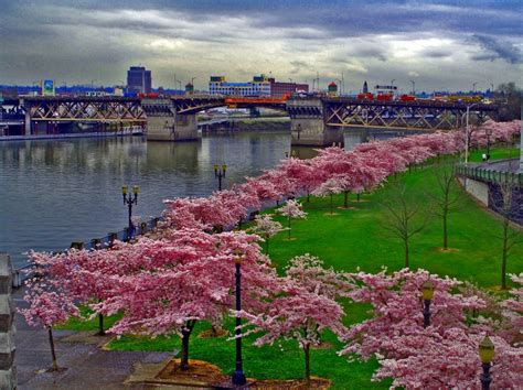 Cherry Blossoms along the river in Portland, Oregon | Oregon, Portland, River