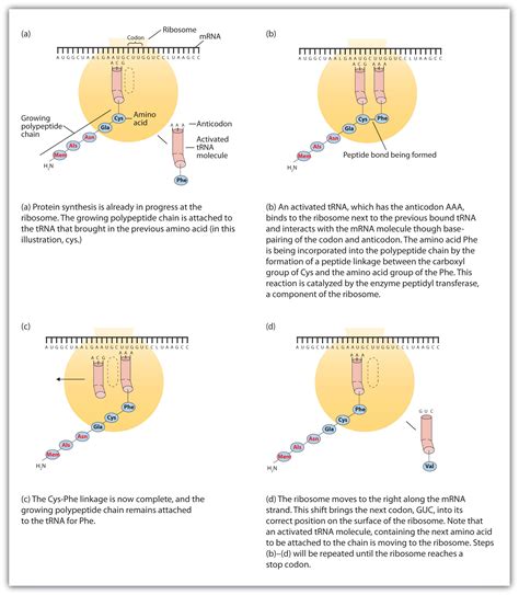 Fajarv: Protein Synthesis Steps In Order