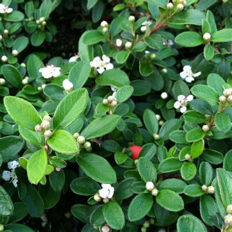 Cotoneaster dammeri 'Coral Beauty' - Bearberry (3.5" Pot) | Little Prince To Go