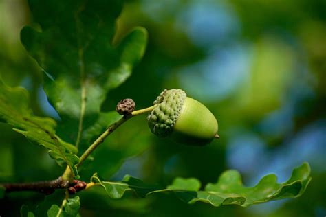 Celtic Meaning: Oak Tree Symbolism in Ogham on Whats-Your-Sign.com