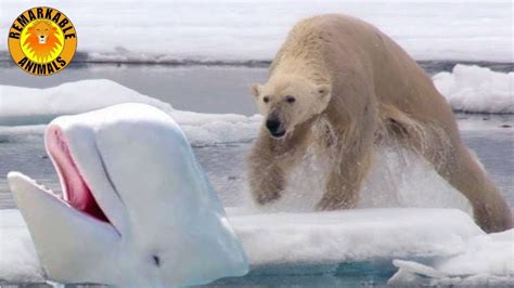 Polar Bear hunts Beluga Whales! - YouTube