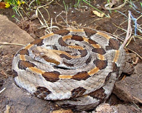 Eastern Diamondback Rattlesnake Bite