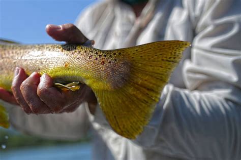 Fishing In Big Sky, MT | Montana Fishing Guides