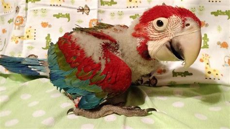 Baby Green Wing Macaw For Sale Online | Buy Baby Green Wing Macaw