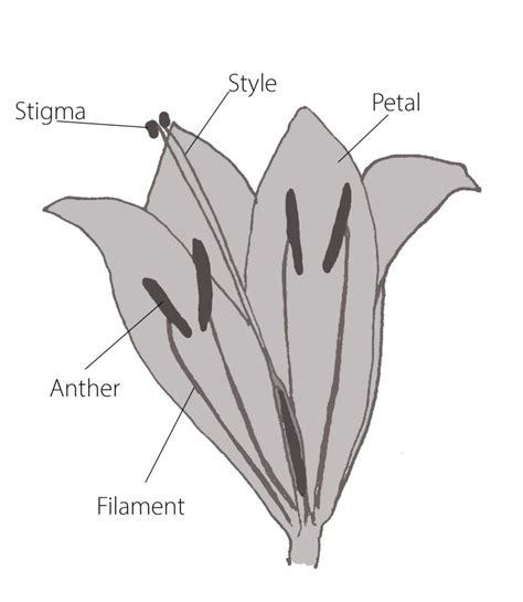 Monocot and Dicot Flower – Edinburgh Garden School