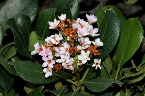 Indian Hawthorn Hedge Basics - Garden.eco