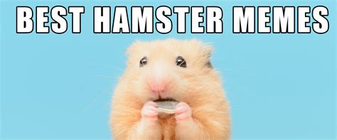 Need a laugh? Check out these hamster memes. | Small Pet Select