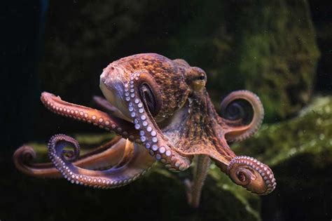 Do Octopuses Have Bones? - Wildlife Informer