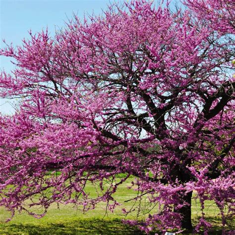 Eastern Redbud - The Living Urn