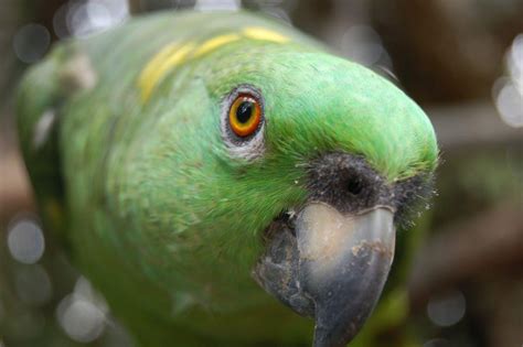 6 Best Talking Parrots That Are Perfect As Household Pets