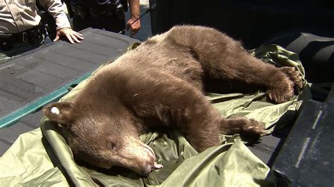 Bear spotted in Sierra Madre neighborhood | abc7.com