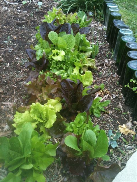 Good crop of loose leaf lettuce. | Leaf lettuce, Loose leaf, Vegetables