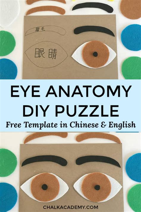 How to Make a Felt Eye Puzzle - Human Anatomy Activity for Kids