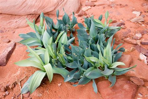 | Desert Plants | Desert Plants Beauty | Alone Desert Plants | Desert and Plants | Desert Plants ...