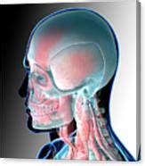 Human Head Anatomy Photograph by Fernando Da Cunha/science Photo Library - Pixels