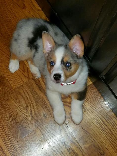 Pin by erika phillips on auggie puppy.....(corgi/mini aussie | Corgi ...