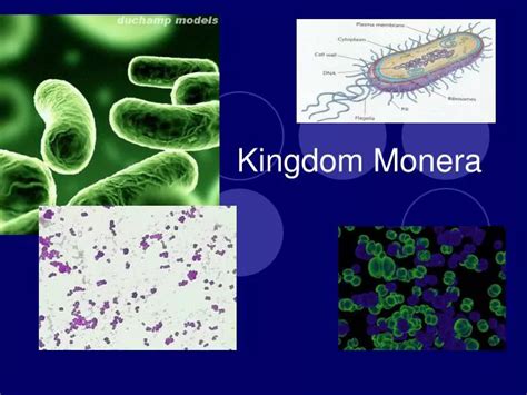 Monera - Classification and Characteristics | ProtonsTalk