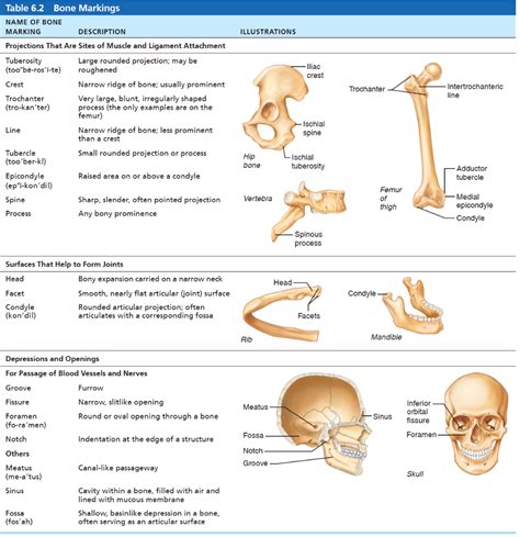 Dynamic Study Modules | Human anatomy and physiology, Anatomy bones ...