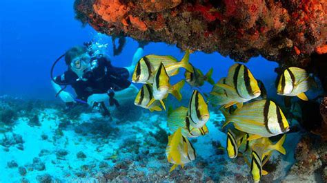 Scuba Diving Cancun, Tours And Excursions | HappyToursCancun.com