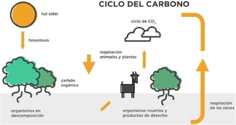 ¿Cuál es el ciclo del carbono? - Revista Ambiente