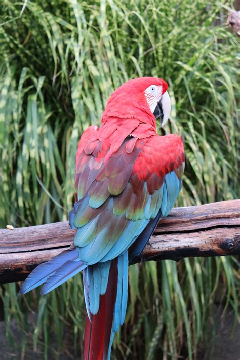 Green Winged Macaw - Cougar Mountain Zoo