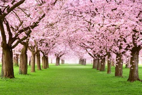 Cherry Blossom Trees In Florida: Can They Grow In The Warm Climate?