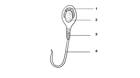 The diagram alongside refers to the structure of human sperm:i Label ...