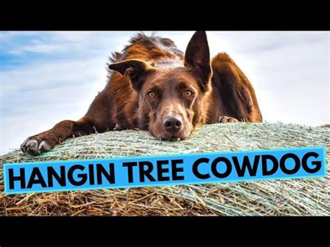 TOP 10 Interesting Facts About the Hangin' Tree Cowdog [Complete Guide]