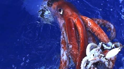 Hunt For The Giant Squid - National Geographic Channel - UK