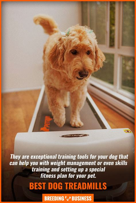 6 Best Dog Treadmills – Brands, Training, Buying Guide, Reviews & FAQs