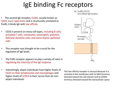 PPT - IgE mediated hypersensitivity PowerPoint Presentation, free ...