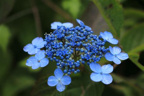 Free Images : nature, blossom, flower, summer, botany, blue, flora ...