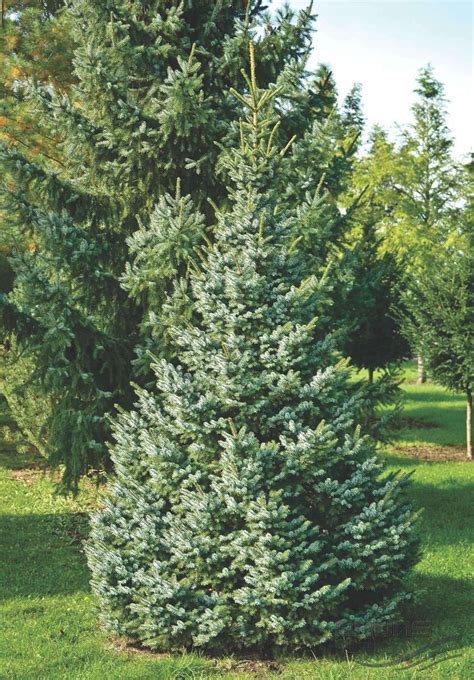 PICEA omorika 'Nana' | Blog jardin, Variété de sapin, Jardins